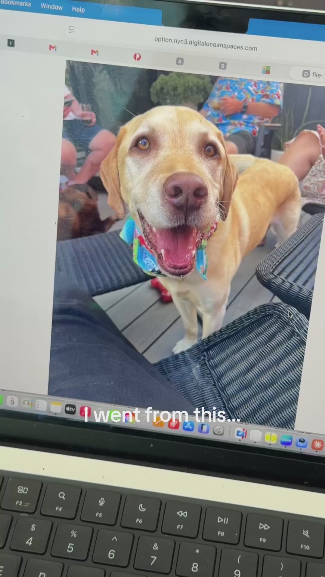 Custom Detailed Pet Hat